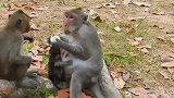 猴妈只知道自己吃食物，猴弟猴哥只能看着