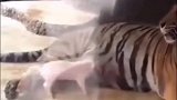 小猪你这是吃了熊心，豹子胆了，敢喝老虎的奶？