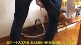 主人自制吊篮，吊猫咪上下楼，太有爱了