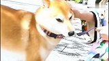 杨幂性感倪妮慵懒，女花照谁更撩人