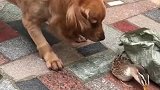 金毛：你嘚瑟什么啊，早晚都要进我肚子里！