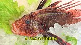台湾厨师分割生猛狮子鱼做刺身，好吃养眼肉嫩不逊河豚！
