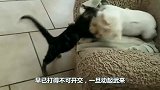 猫咪想要偷袭狗，刚伸出猫爪时，狗突然一个转头，猫的动作让人笑喷！