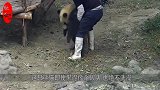 即使黑得像个碳头，也绝不洗澡！熊猫-你放开我，我可是国宝！