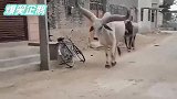 爆笑：这不是健身房，这是人间天堂