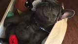 斗牛犬躺在玩具堆里睡觉，呼噜打的跟人一样响，真想抽它