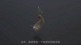比尼斯湖水怪还神秘的生物，已出现64年，科学家为此焦头烂额