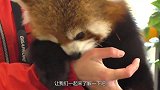饲养员给小熊猫喂食，趁机摸它的肚子，小熊猫的反应太搞笑了！