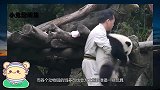 熊猫团子得到摇椅，舒服坐在椅子上翘二郎腿，网友：太可爱了