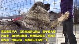 都说藏獒比特凶猛，那是你没见过这种狗，地表最强猛犬！