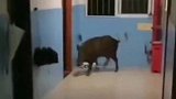 重庆：一学校惊现野猪狂奔，从操场一路奔向男生宿舍