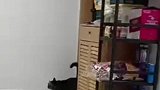 我家猫真的会后空翻，不信你来看看