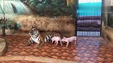 两只小猪猪找虎妈妈吃奶，虎妈妈怕它们吃不到还调整好姿势喂