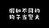 假如不同的狗子当了警犬
