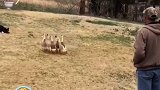 边牧犬放鸭子大赏 牧鸭犬招聘啦！哈哈哈哈