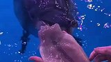 原来海豚也爱吃烧烤，这又是蘸料又是卷饼吃完还点头