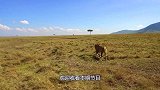 母角马觅食回来，发现孩子惨遭花豹毒手，随后意想不到的事情发生