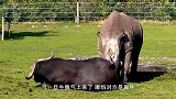 一头牛被石头绊了一下，牛脾气瞬间就上来了，镜头拍下搞笑一幕
