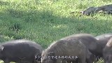 大自然：野猪被三只巨蜥吃掉半个身体还能逃跑了，生命力真强