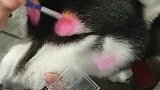 狗子：我也很绝望啊