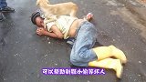 狗狗叼着长木棍过桥受阻，随后狗狗的举动让人很意外