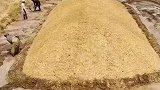 国外农民储存饲料的方法