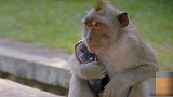 这群猴子专门抢游客手机 网友：真的是“社会猴”