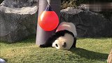今天熊猫宝宝要跟玩具球球纠缠不清了