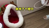 小猫咪又能有什么坏心眼子呢？ 萌宠出道计划  萌宠嘉年华