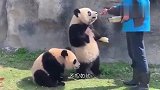 继熊猫叉腰之后,熊猫宝宝求抱抱又火了,网友：谁受得了啊