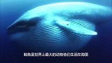 为什么鲸鱼搁浅千万不能靠近？有人不信邪，下一秒追悔莫及！