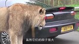 狮子一口咬住汽车后门，司机一脚踩油门，镜头记录全程