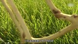 小伙子嫌浪费木材，自己种椅子，树长出来就是椅子