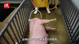 老外发明杀猪“神器”，猪没哼一声就倒下了！一天能杀几百头