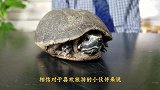 养了35年的乌龟突然死亡，医生切开肚子一看，里面全是宝贝！