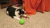 发现一只可爱的猫咪，看这蠢萌的小样子，真是想养呢！