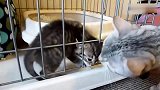 小奶猫：妈咪我要出去！猫妈妈：乖，这笼子拦不住你！
