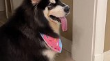 狗：喊不动我就狗身攻击