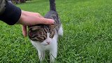 每天都会给流浪猫带吃的，见面时都会跑过来