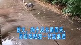 狗狗和一只流浪猫的故事