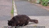 猫咪有罐头可以吃，海鸥看到后就飞过来，把它抢走