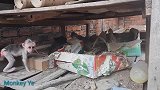 小猴子好奇去看母鸡孵崽，接下来母鸡让小猴子知道什么是作死