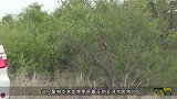 司机尾随花豹，不料花豹当众猎杀鬣狗，堪称教科书式捕猎！