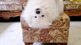 从今往后要结束独生狗生活了！