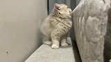 成年猫不理解小奶猫的奇妙世界