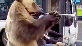 生活不易，狗熊卖艺