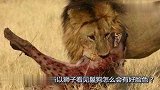 鬣狗居然敢挑衅狮子，不料狮子一招，让鬣狗生不如死