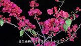 养三角梅做好三个技巧，花朵一大片，繁茂且美观