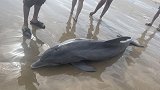 美国一海豚在海滩搁浅，被游客推回水中骑行后死亡