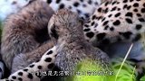 母猪生出一只“怪胎”，被大家称为“大象猪”，专家看后却这样说